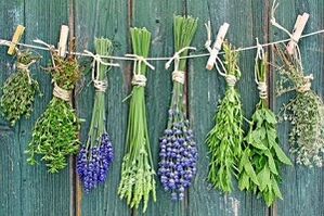 билки за лечение на гъбички по ноктите